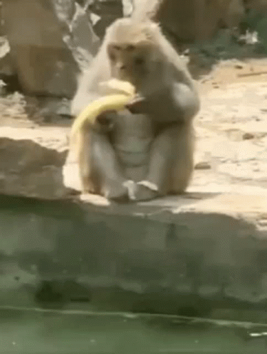 Banana GIF