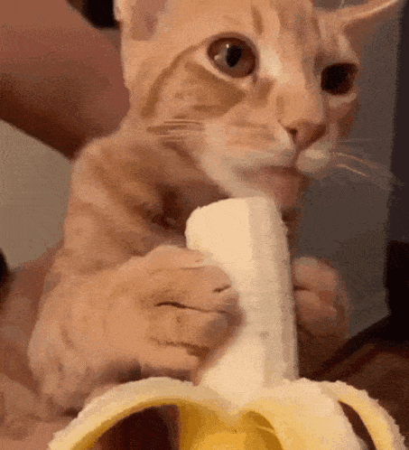 Banana GIF