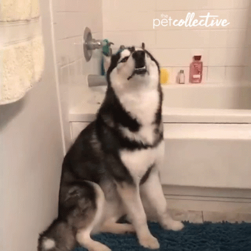 Barking Howling GIF