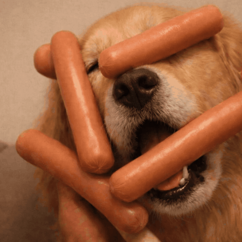 Barking Puppy Hot Dog GIF. This 498 x 498 animated GIF is part of our sausage face collection. Created by jaywebski. View the original animation, share it…