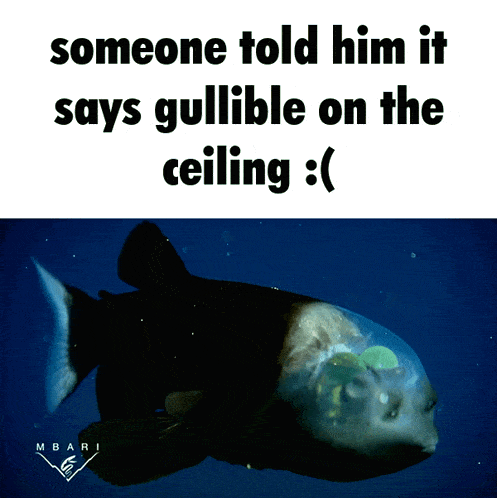 Barreleye Barreleye Fish GIF