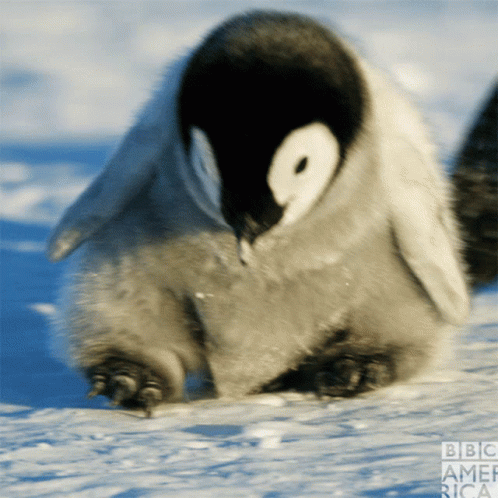 Bartiev GIF