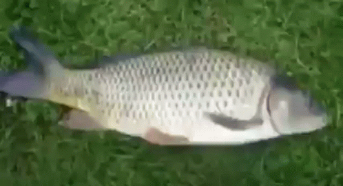 Bass Fish GIF. This 498 x 270 animated GIF is part of our fish are friends not food collection. Related themes include fish, sad. Created by D1N04ARL0S…