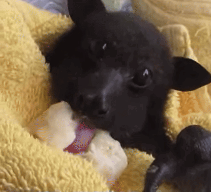 Bat Baby Bat GIF