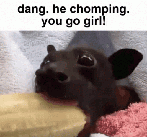 Bat Baby Bat GIF