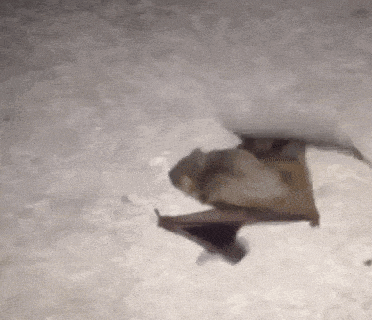 Bat Bat Walk GIF