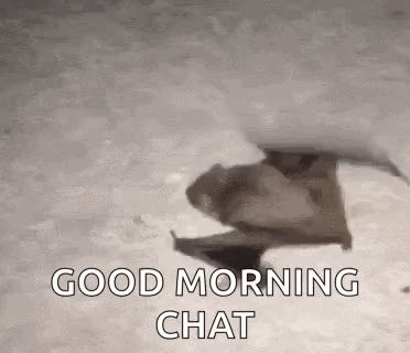 Bat Bat Walk GIF