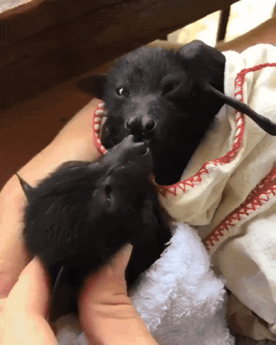 Bat Bats GIF
