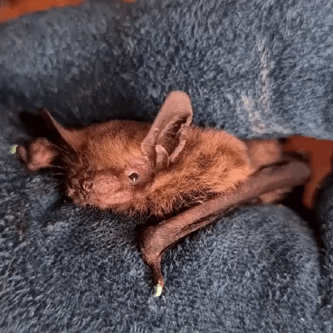 Bat Brown Bat GIF
