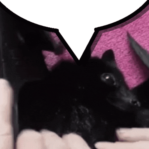 Bat Chat GIF
