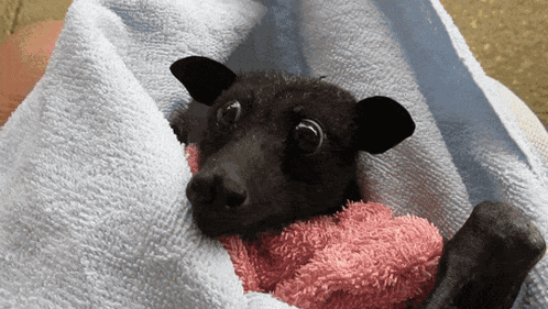 Bat Chomp GIF