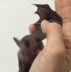 Bat Cute Bat GIF