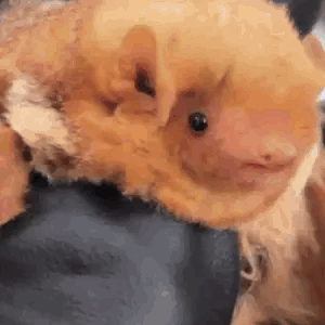 Bat Cute Bat GIF