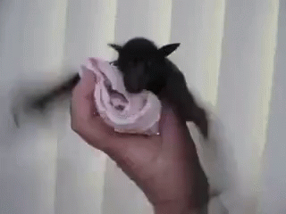 Bat Cute GIF