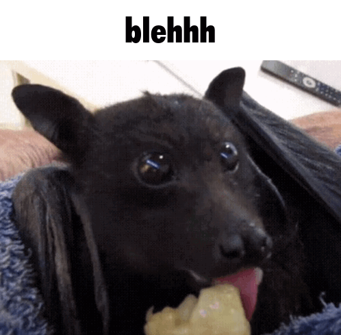 Bat Cute GIF