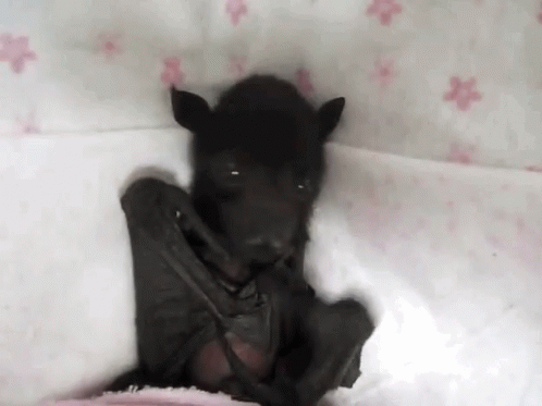 Bat Cute GIF