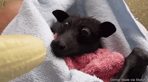 Bat Cute GIF