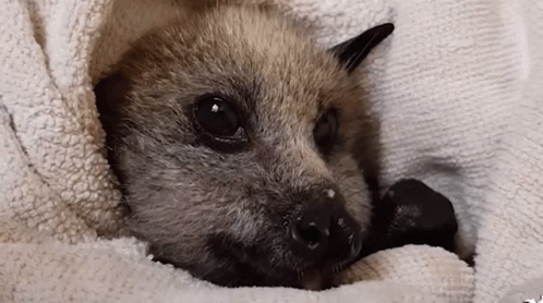 Bat Fruit Bat GIF