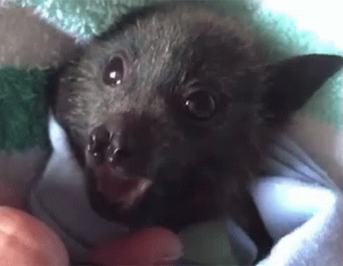 Bat GIF