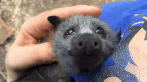 Bat GIF