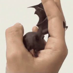 Bat Licking GIF