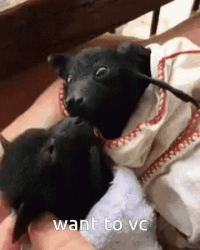Bat GIF