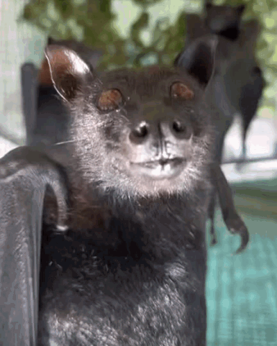 Bat Sniff GIF