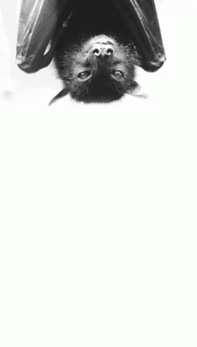 Bat Upside Down GIF