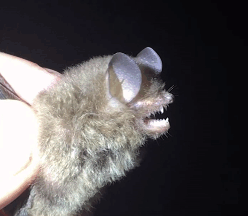Bats Angry GIF