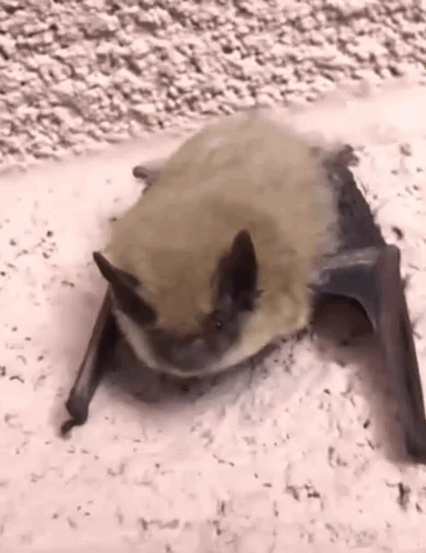 Bats California Bat GIF
