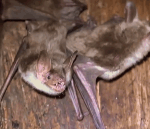 Bats Cute Bats GIF