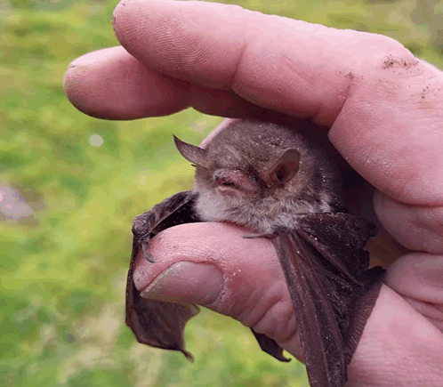 Bats Cute Bats GIF