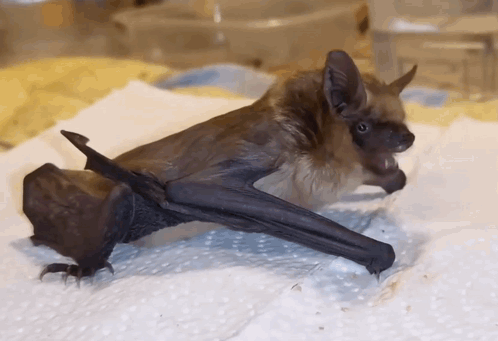 Bats Feisty GIF