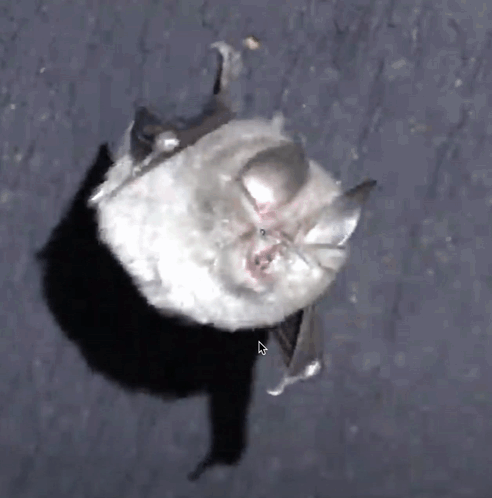 Bats Horseshoe Bat GIF