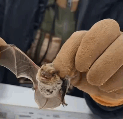 Bats Tiny Bat GIF
