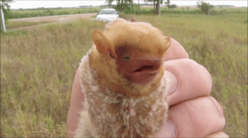 Batt Eastern Red Bat GIF