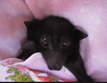 Batzillathebat GIF