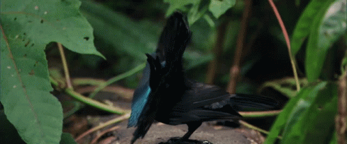 Bbc Bbcnature GIF