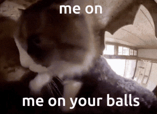 Bdsm GIF