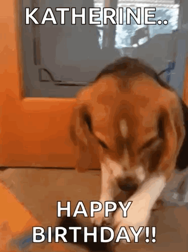 Beagle Beagle Sunnies GIF. This 372 x 498 animated GIF is part of our happy birthday puppy collection. Related themes include cute, puppy. Created by…
