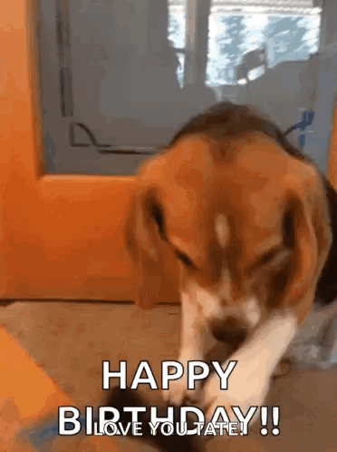 Beagle Beagle Sunnies GIF