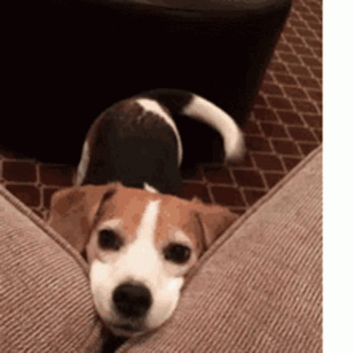Beagle Dog GIF. This 498 x 498 animated GIF is part of our john wick dog collection. Created by Bosstamrac. View the original animation, share it, or browse…