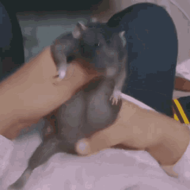 Bean God GIF