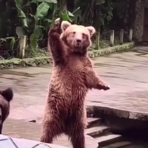 Bear Bear Calling GIF. This 498 x 498 animated GIF is part of our bear waving collection. Related themes include bear, funny animals. Created by drewnfld…