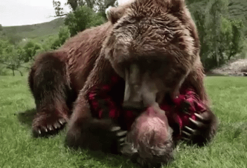 Bear Bruh GIF