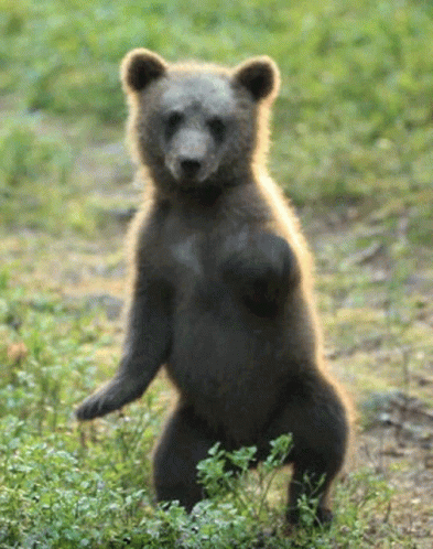 Bear Cub GIF