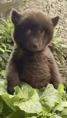 Bear Dog GIF