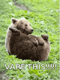 Bear Fanny GIF