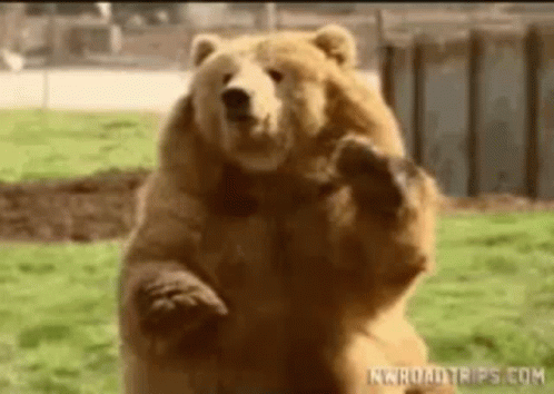 Bear Hi GIF. This 498 x 354 animated GIF is part of our bear waving collection. Related themes include bear, cute, hello. Created by Moni144. View the…