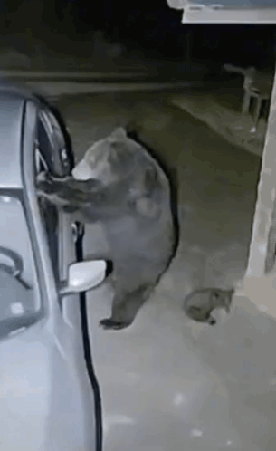 Bear GIF